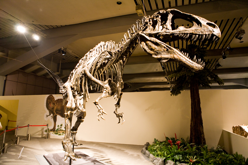 恐竜　化石標本　北米獣脚類　ティラノサウルス　T-REX